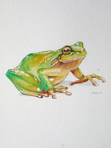 Aquarellbild eines grünen Frosches vor weissem Hintergrund